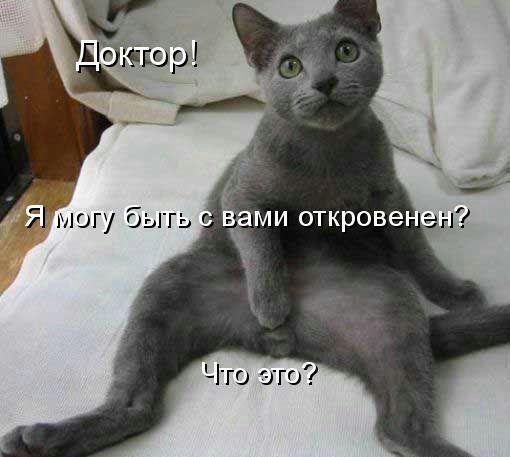 Киця